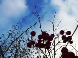 P1010567