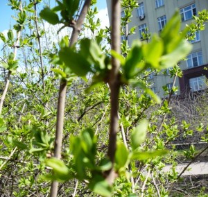 сирень